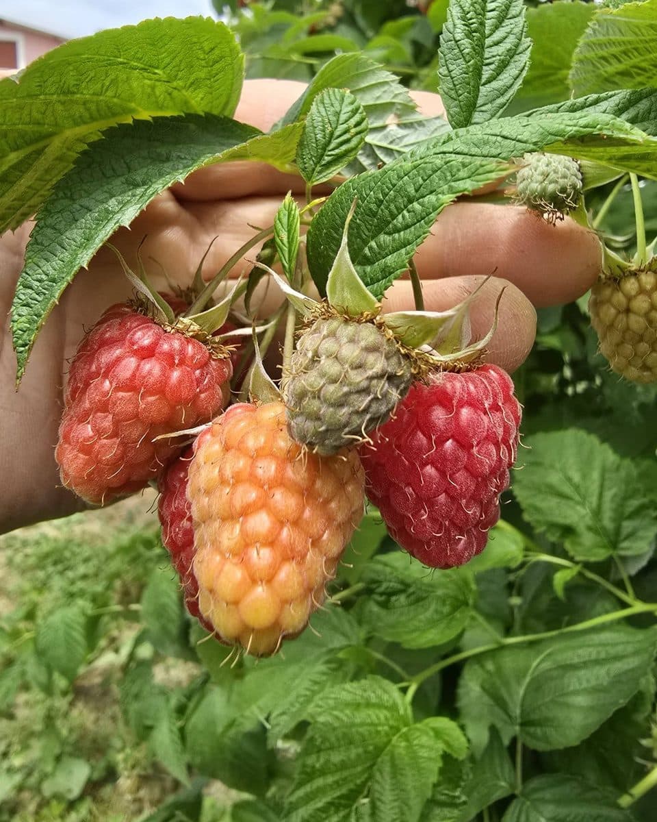 Maline na grani