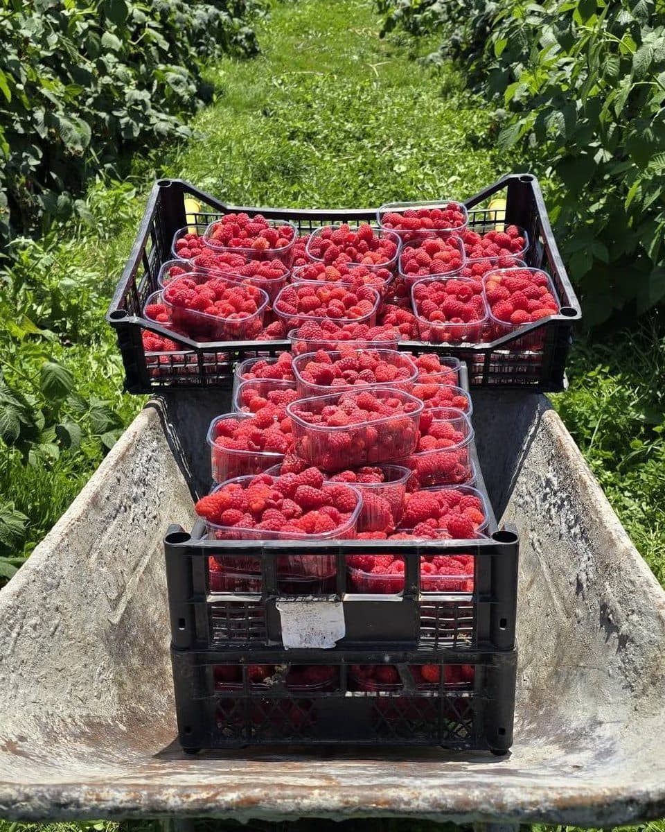Maline u gajbama