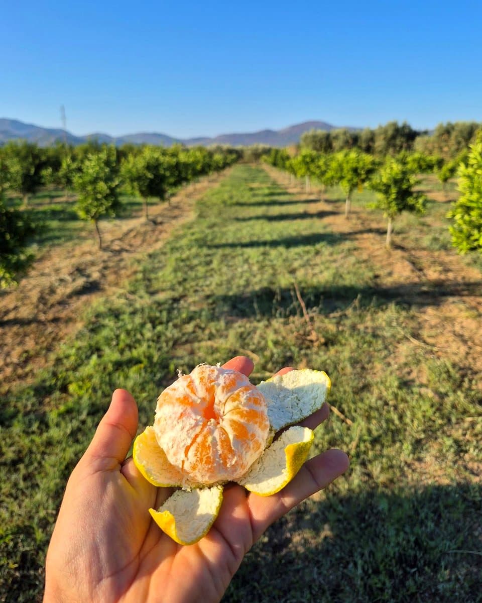Mandarine