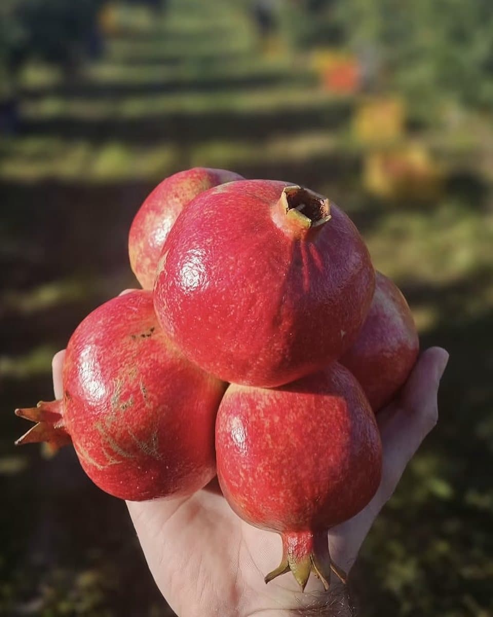 Šipak u ruci